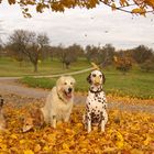 die Hundegang im Herbststurm...