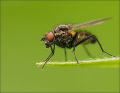 Die hundertvierte Fliege