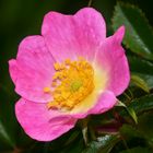 Die Hunds-Rose (Rosa canina)