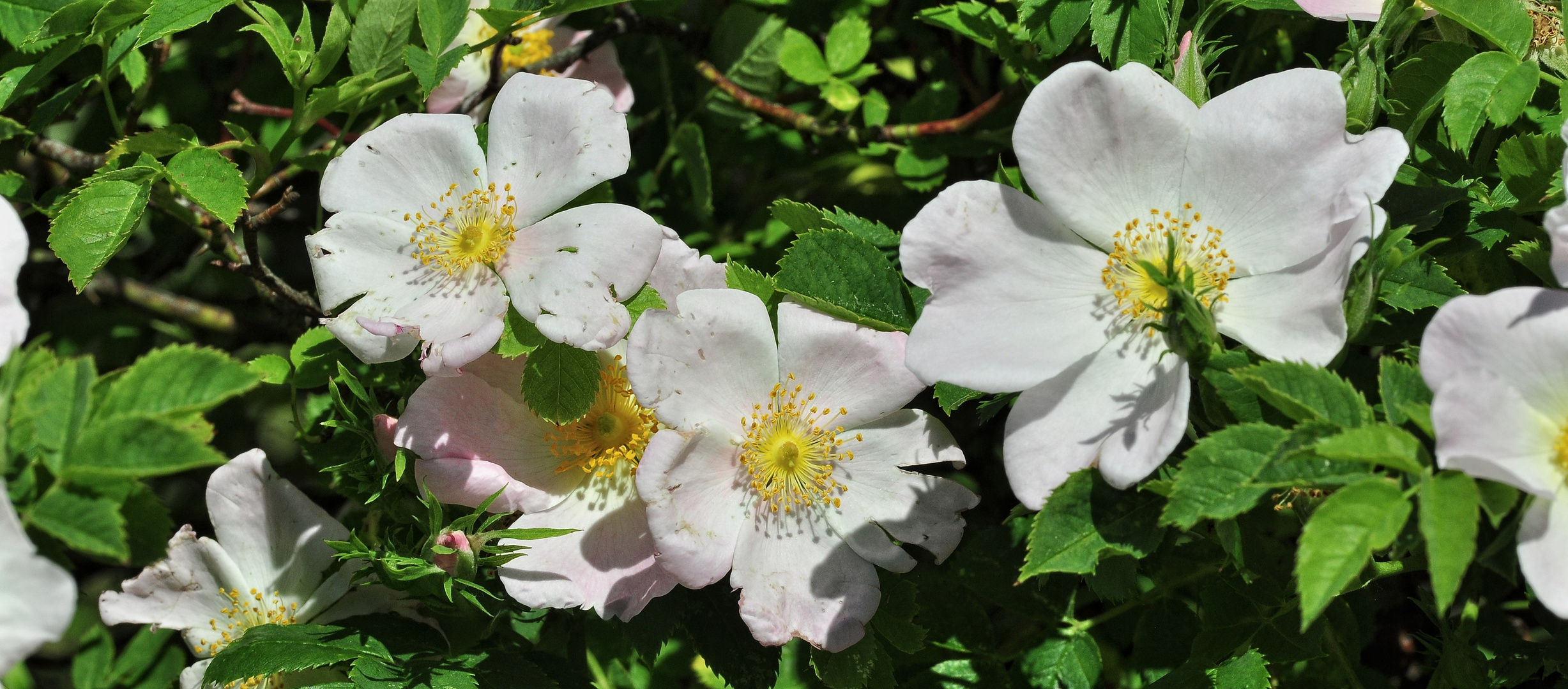 Die Hundsrose.....(Rosa canina)