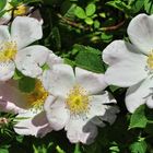 Die Hundsrose.....(Rosa canina)