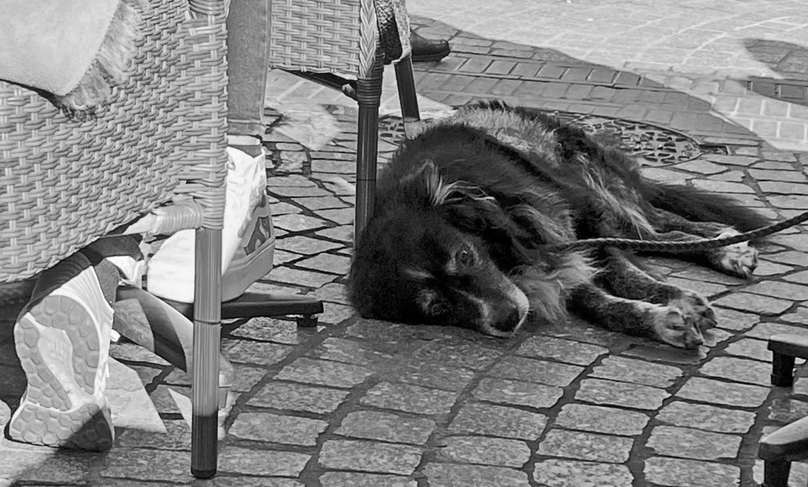 die Hundstage ... kommen wieder