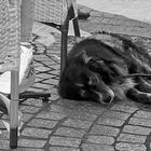die Hundstage ... kommen wieder