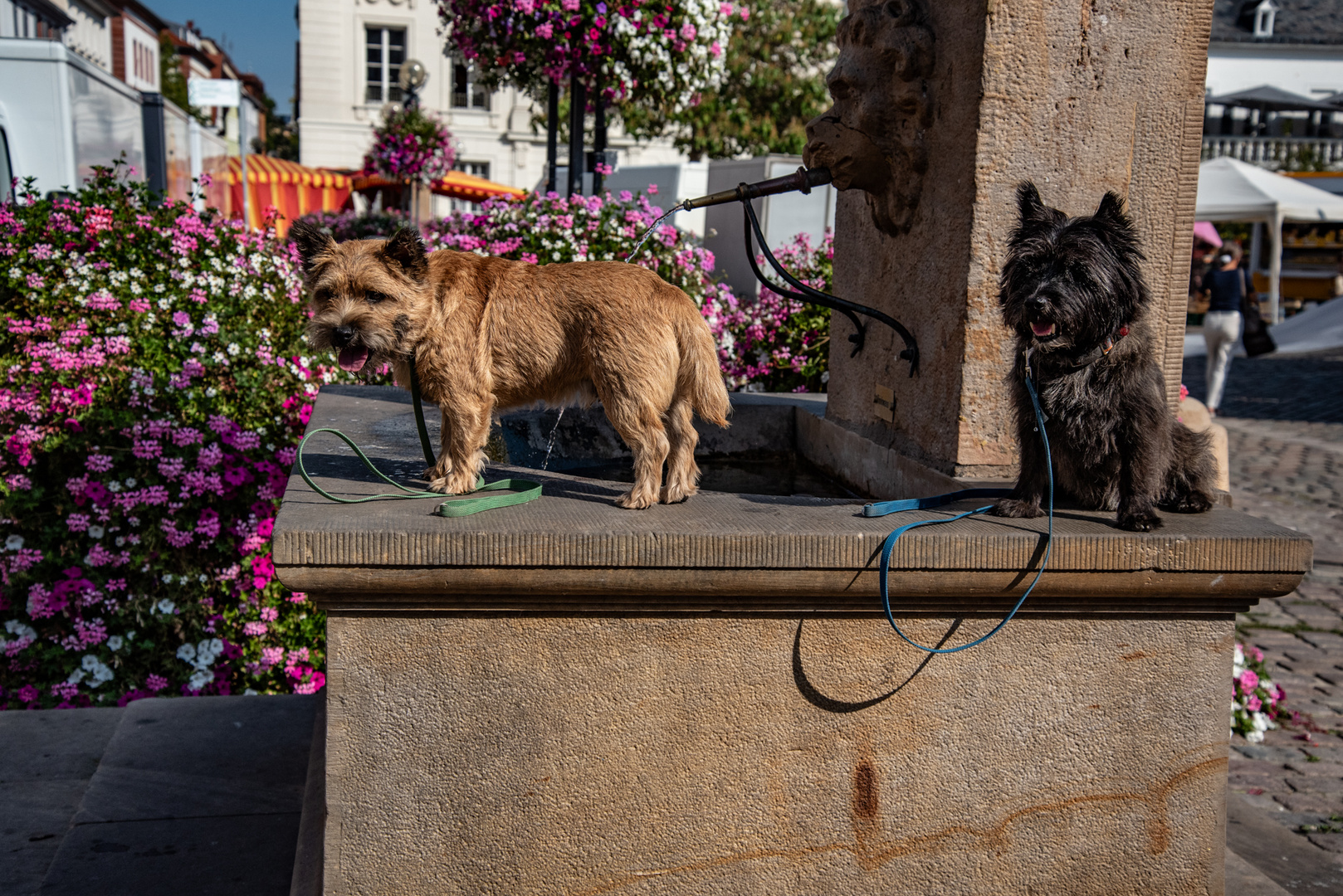 Die Hundstage sind vorbei