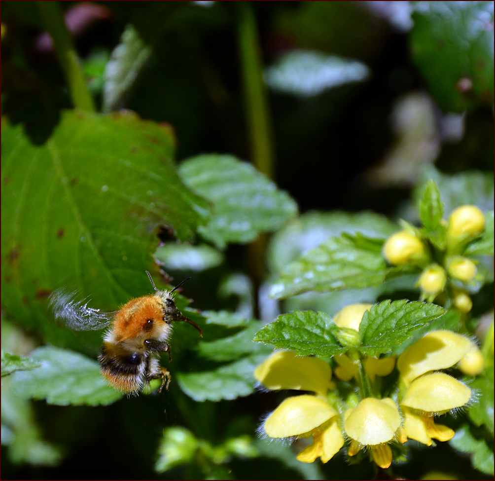 Die hungriege Hummel.