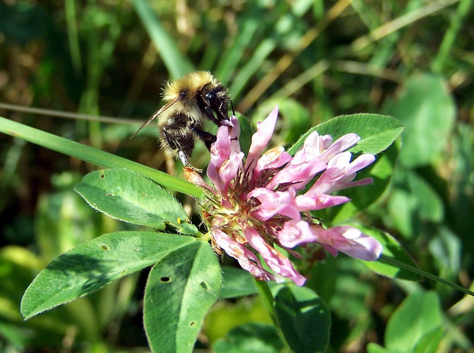 Die hungrige Hummel