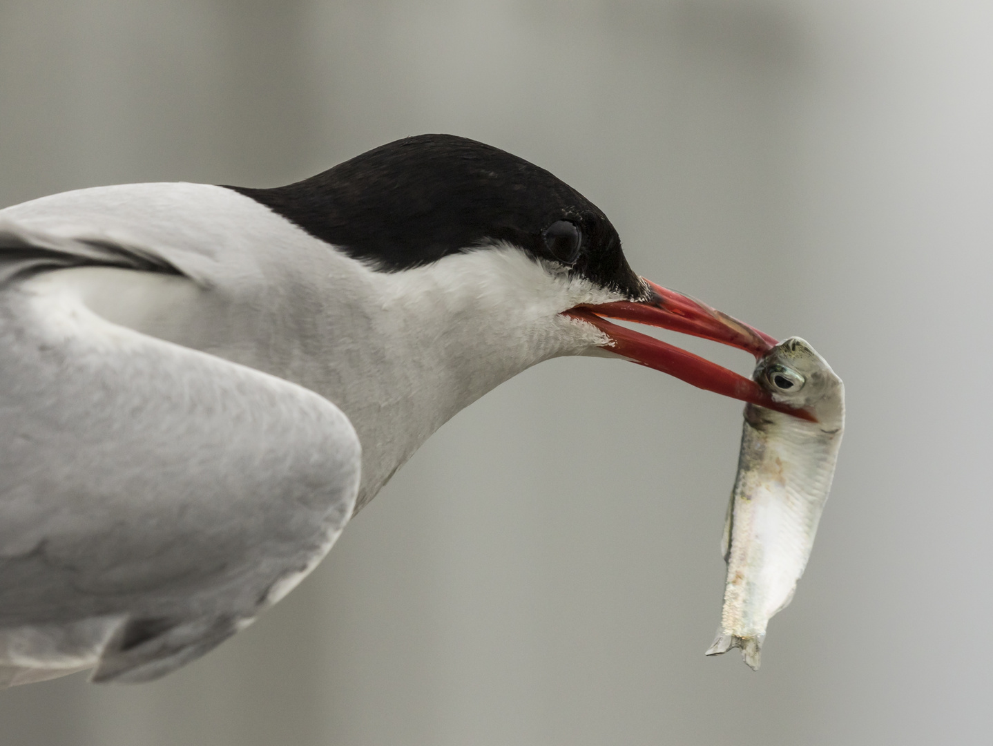 Die hungrigen Kleinen müssen gefüttert werden