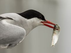 Die hungrigen Kleinen müssen gefüttert werden