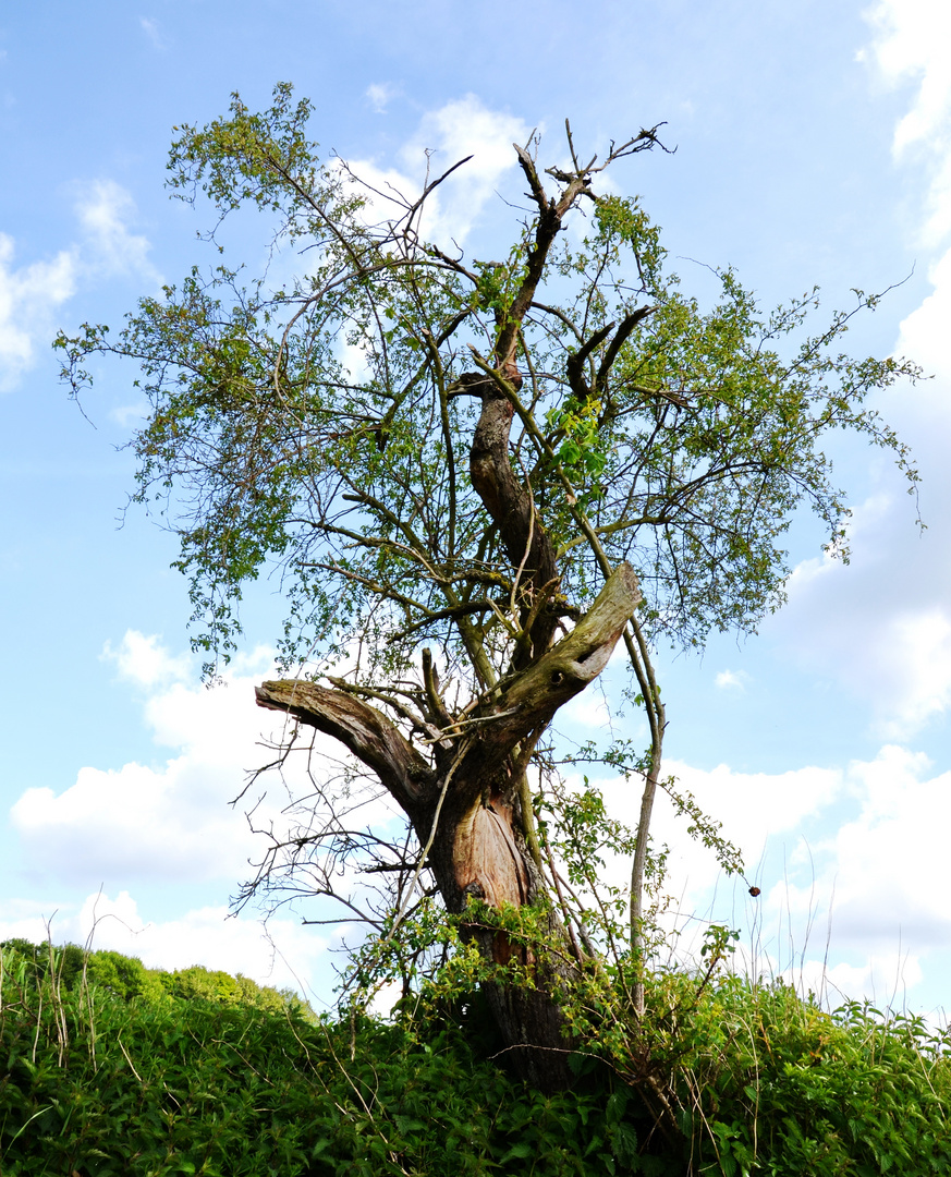 Die Hunsrücker - Natur - Landschaft in Gondershausen / Germany