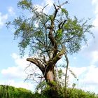 Die Hunsrücker - Natur - Landschaft in Gondershausen / Germany