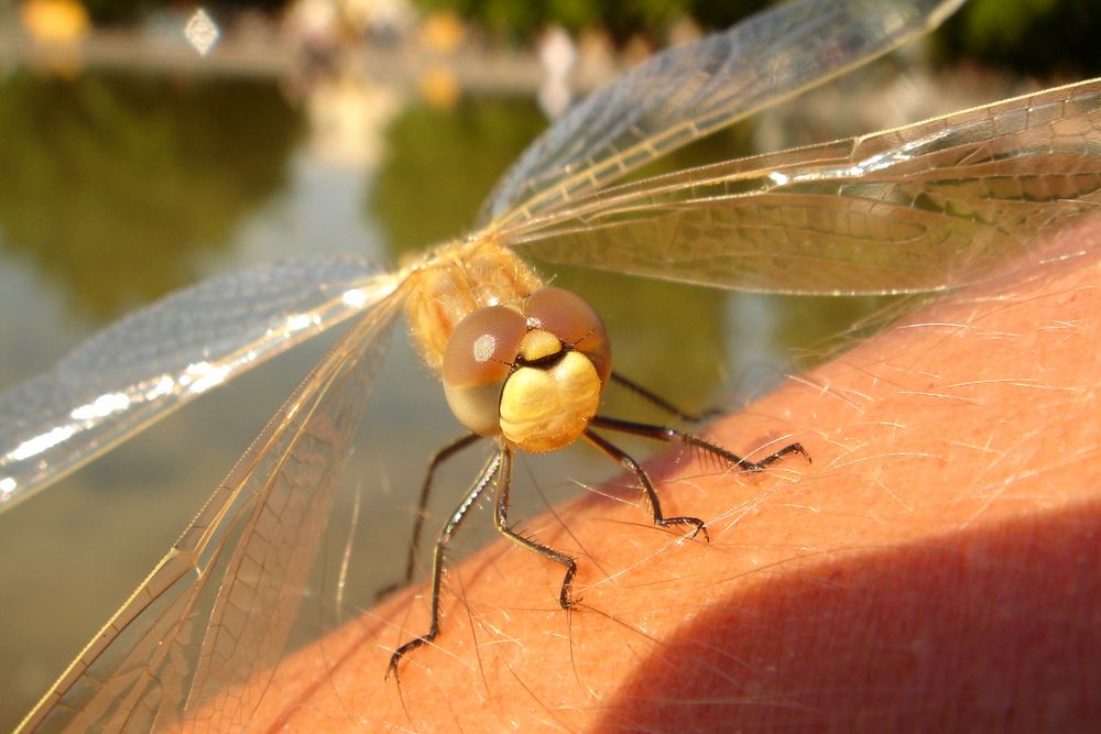 Die hurtige Libelle?