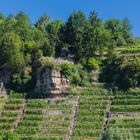 Die Hu?tte im Weinberg