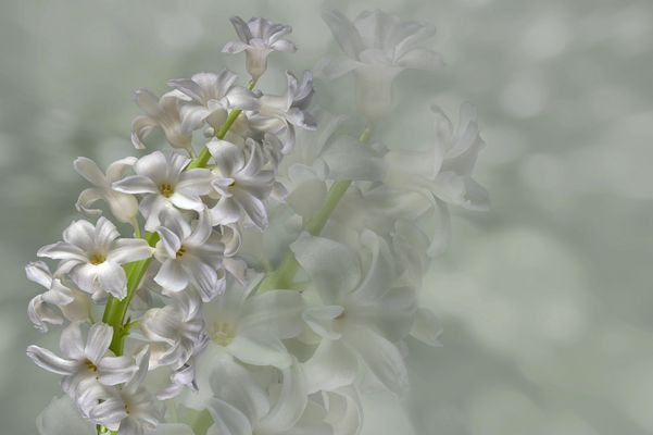 Die Hyazinthe – ein Frühlingsbote.