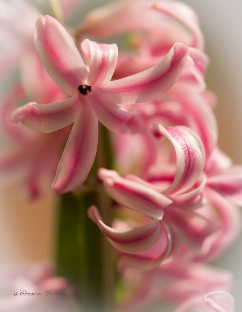 Die Hyazinthe (Hyacinthus) macht mit ihren bunten Blüten den Frühling erst perfekt