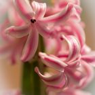 Die Hyazinthe (Hyacinthus) macht mit ihren bunten Blüten den Frühling erst perfekt