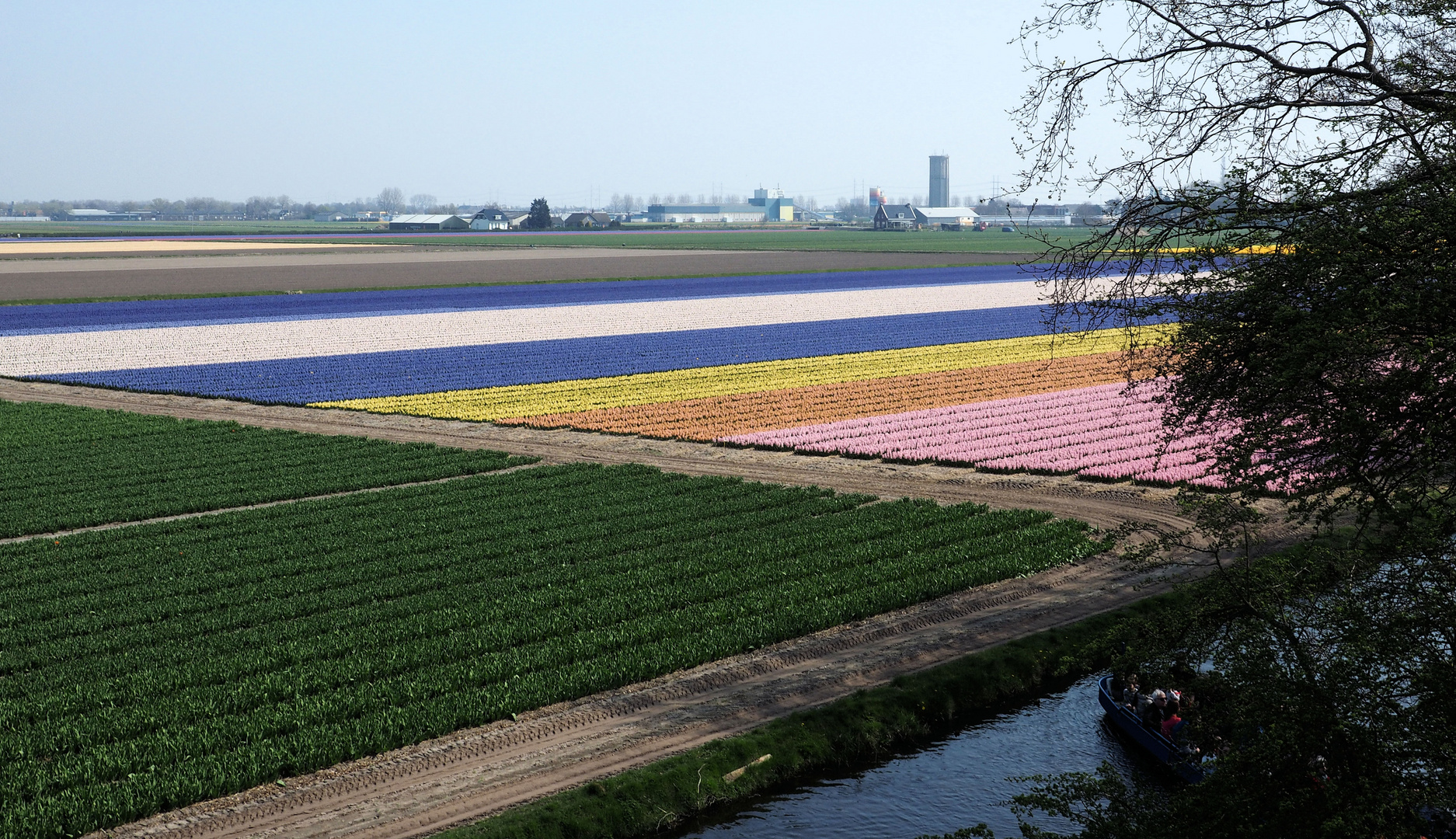 Die Hyazinthen und Tulpenfelder rund um den Keukenhof....