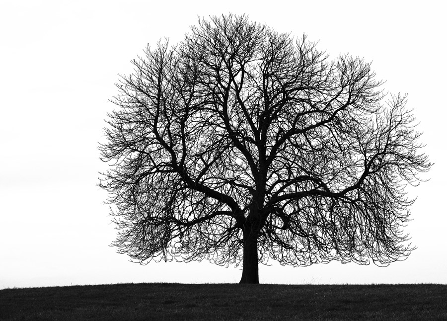 Die Idealform des Baumes