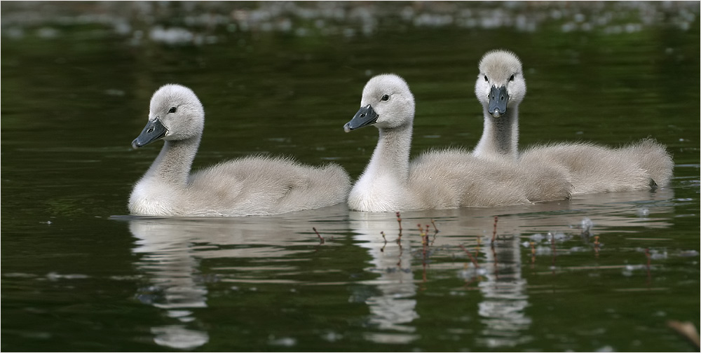 Die Idylle...