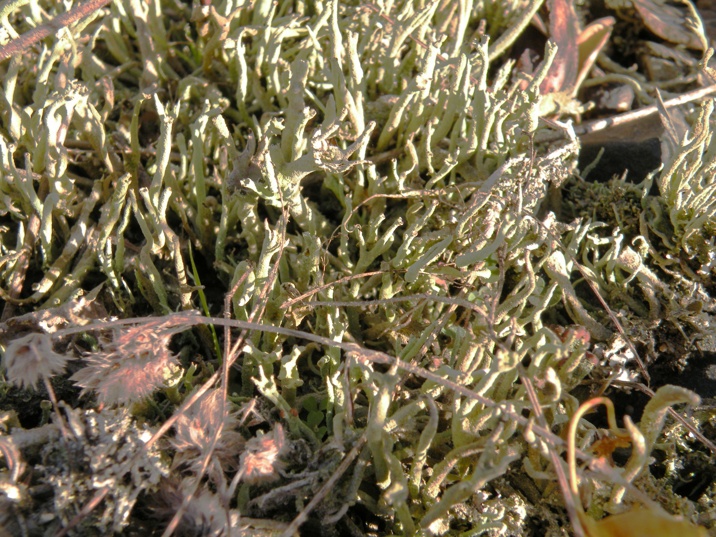 Die Igel-Cladonie (Cladonia uncialis) Flechte.