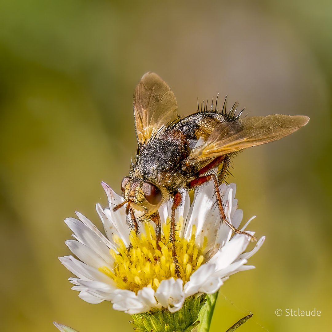 die Igelfliege