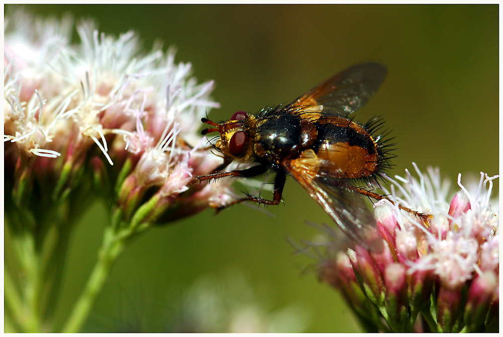 Die Igelfliege