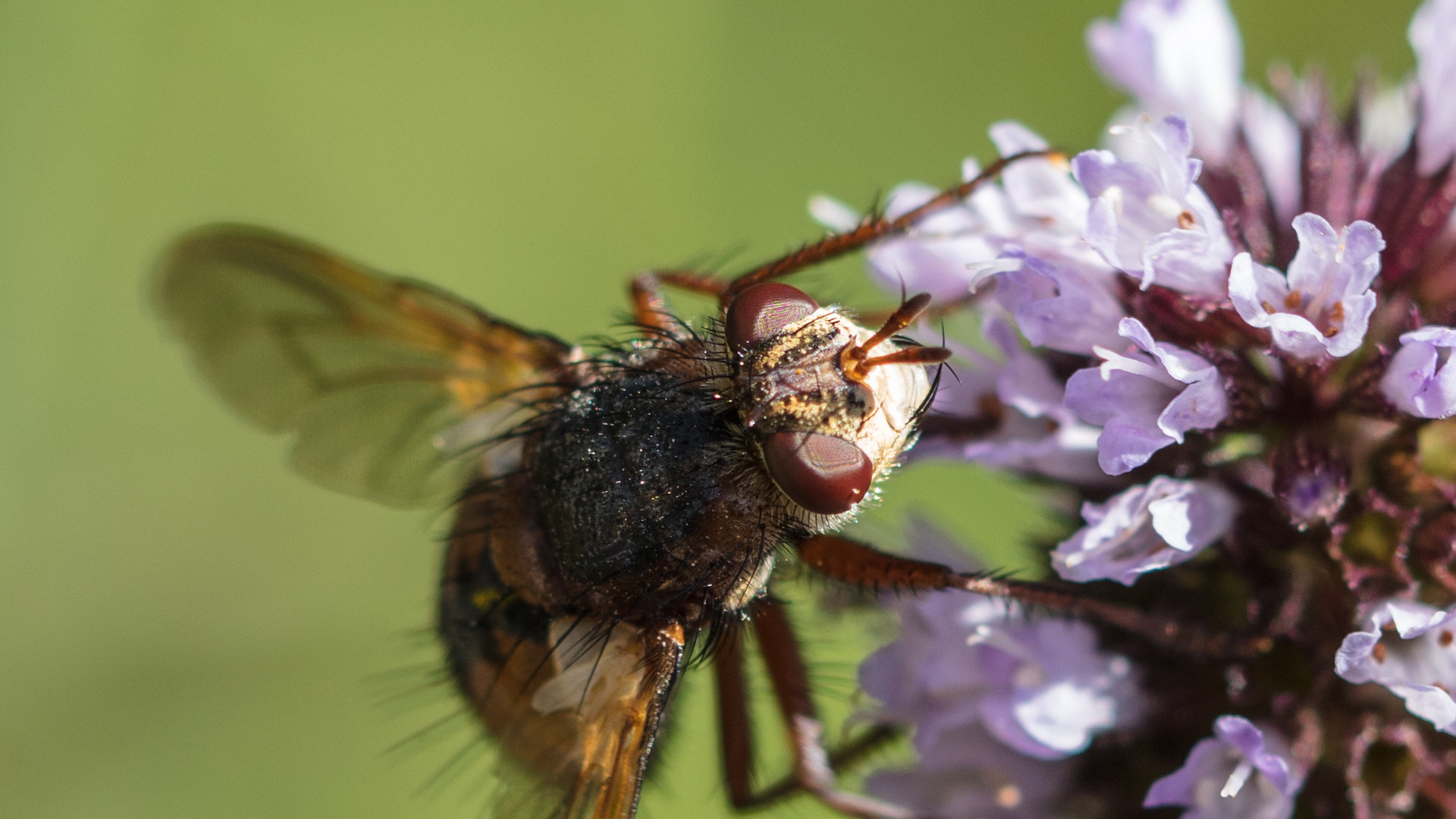 Die Igelfliege II....