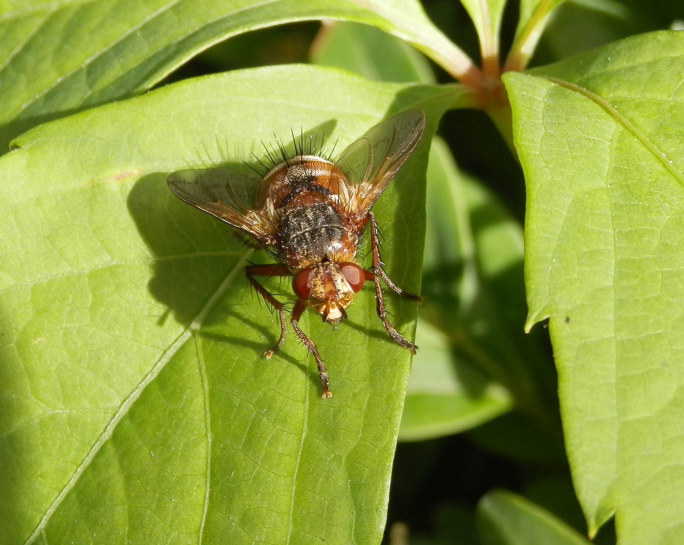 Die Igelfliegen (Tachina fera) sind auch wieder da