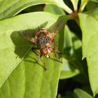 Die Igelfliegen (Tachina fera) sind auch wieder da