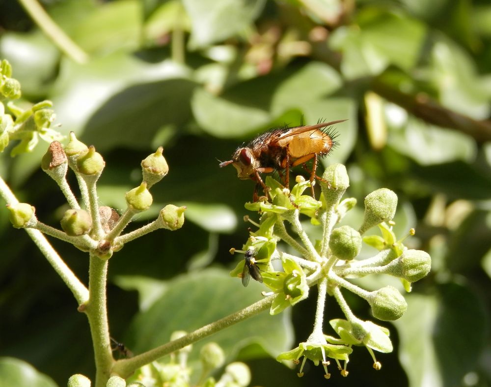 Die Igelfliegen (Tachina fera) sind auch wieder da