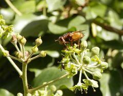 Die Igelfliegen (Tachina fera) sind auch wieder da