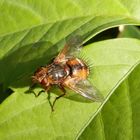 Die Igelfliegen (Tachina fera) sind auch wieder da