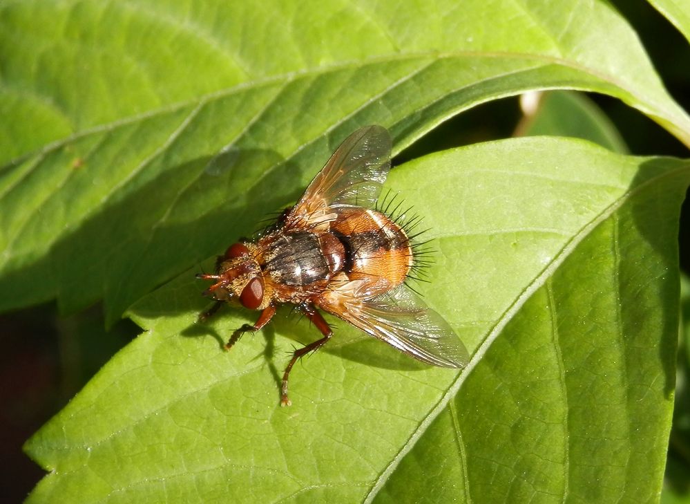 Die Igelfliegen (Tachina fera) sind auch wieder da