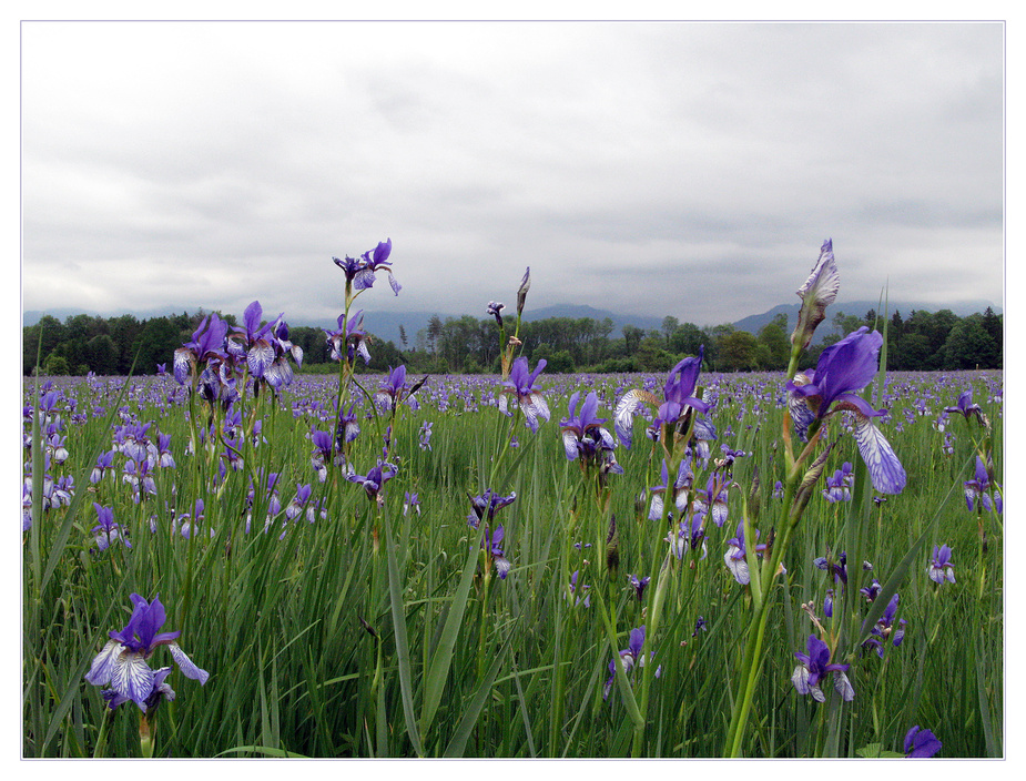Die "Ilgen" (Iris sibirica - wild)