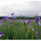 Die "Ilgen" (Iris sibirica - wild)