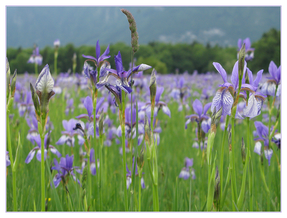 Die "Ilgen" (Iris sibirica - wild) 2