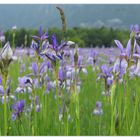 Die "Ilgen" (Iris sibirica - wild) 2