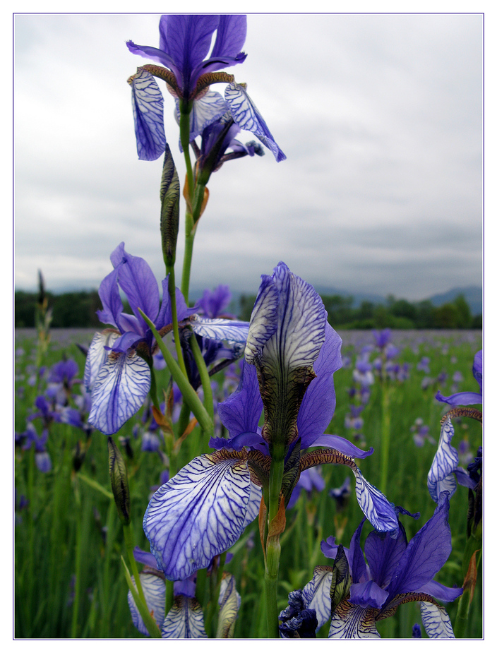 Die "Ilgen" (Iris sibirica - wild) 3