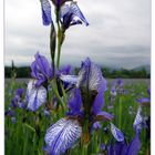 Die "Ilgen" (Iris sibirica - wild) 3