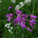 Die Illyrische Gladiole, Illyrische Sumpfgladiole, Illyrische Siegwurz (Gladiolus illyricus)