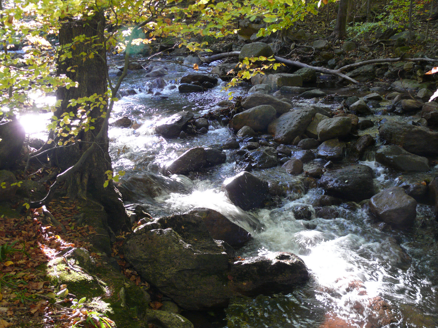 Die Ilse im Herbstlicht