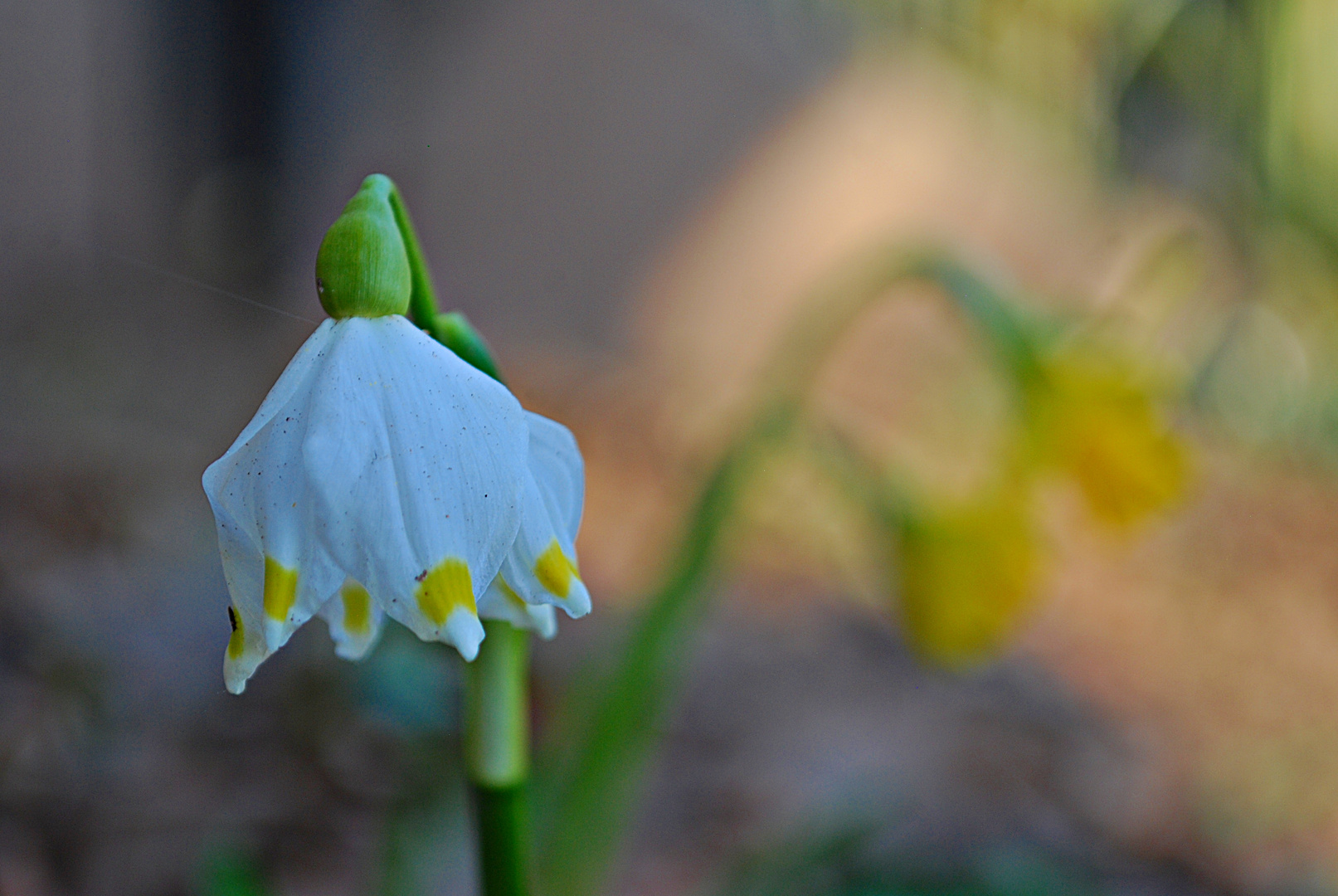 Die im Schatten sehn ins Licht...