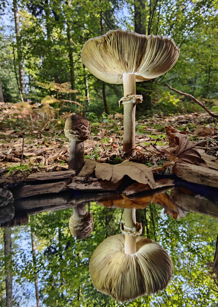 die im Wald stehen 