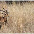 Die Impala (Aepyceros melampus)...