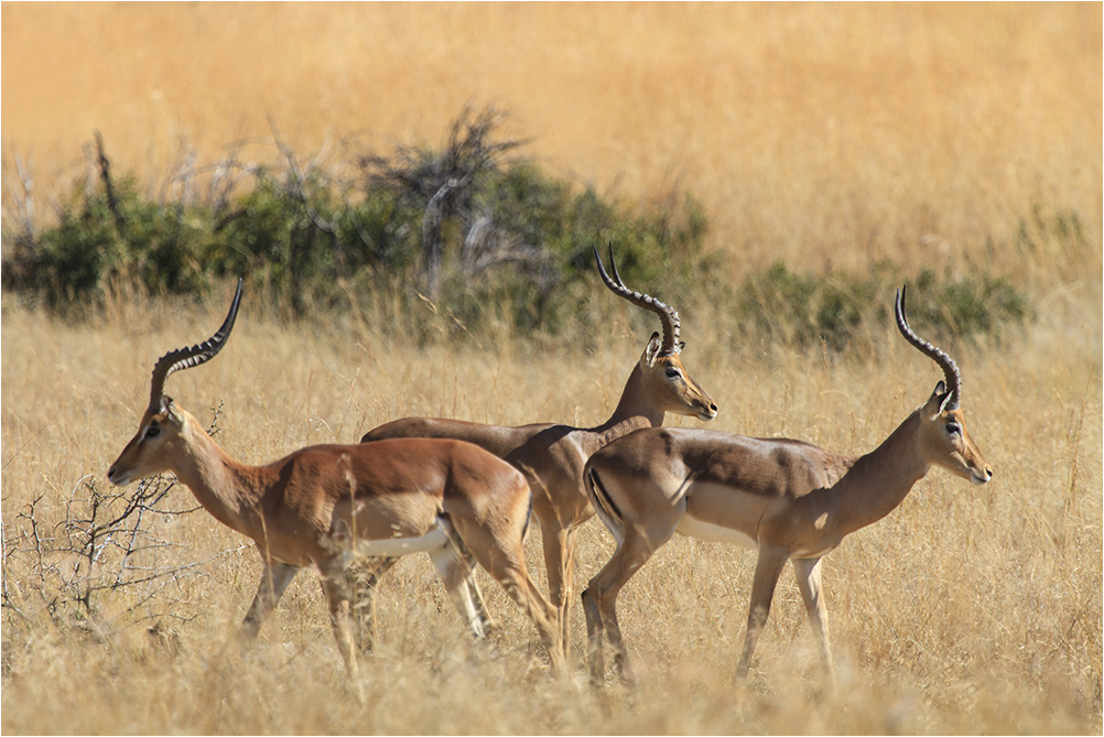 Die Impala (Aepyceros melampus)...