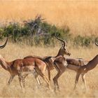Die Impala (Aepyceros melampus)...