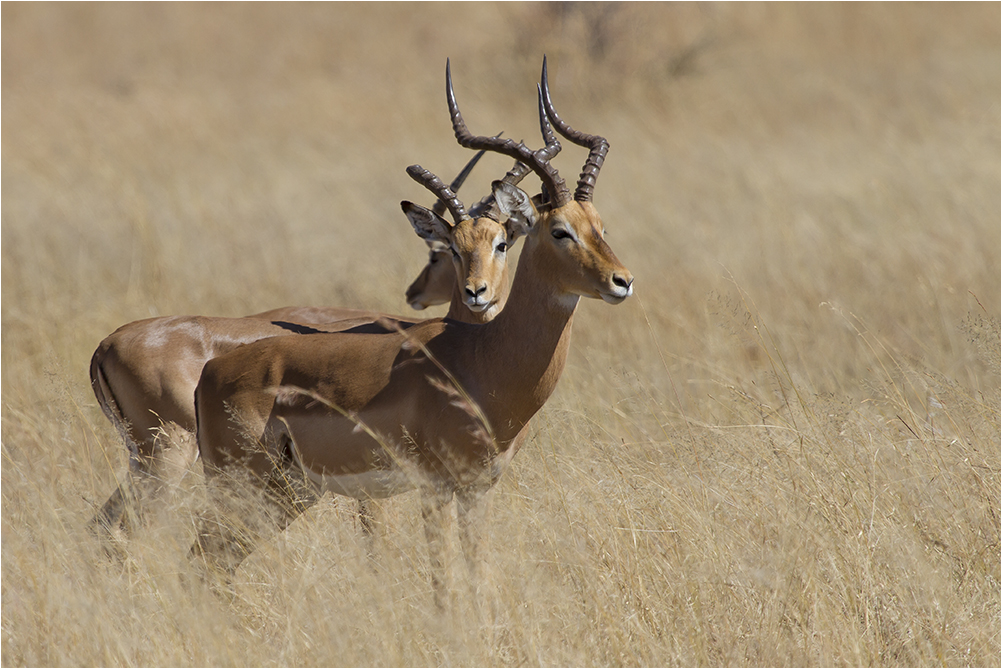 Die Impala (Aepyceros melampus), auch Schwarzfersenantilope genannt...