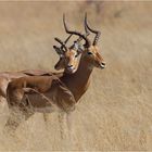 Die Impala (Aepyceros melampus), auch Schwarzfersenantilope genannt...
