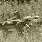 die Impalas sollten sich in Acht nehmen, die Jäger lauern überall!