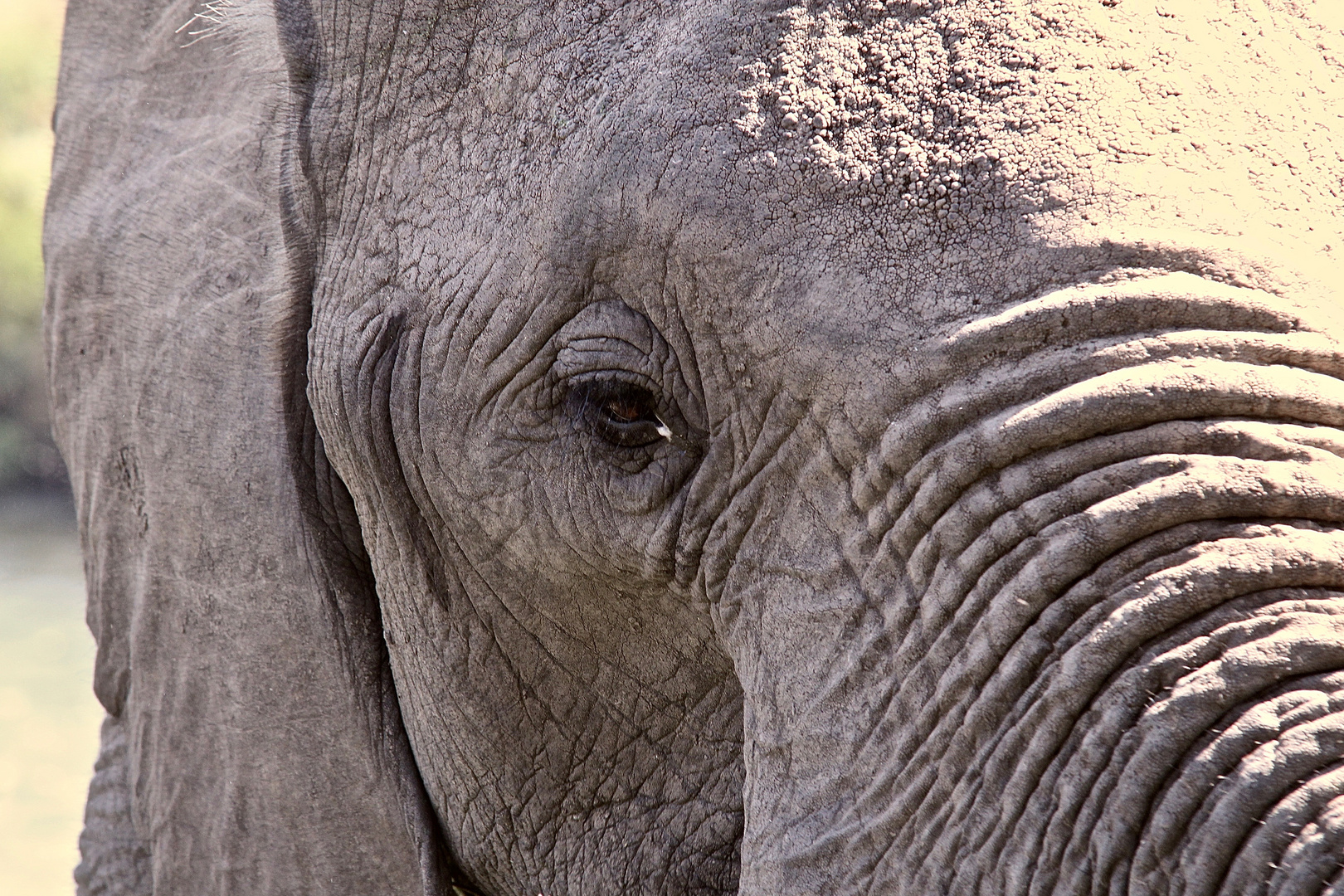 Die in der Brunft (musth) geschwollene Temporal- = Schläfendrüse zwischen Auge und Ohr ...