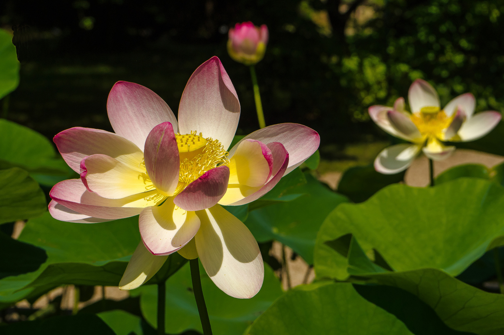 Die Indische Lotosblume Foto & Bild lotos, lotosblüte, botanischer